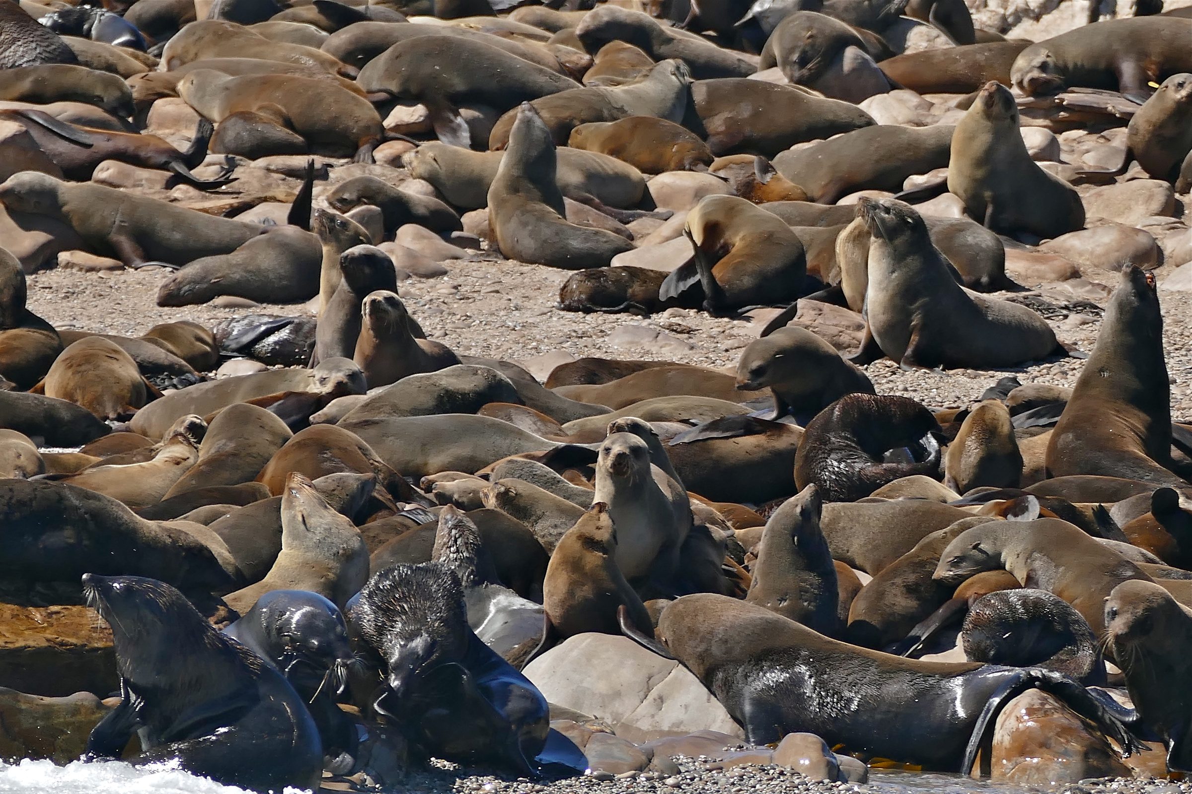 Cape fur seals on Geyser Rock off Gansbaai, South Africa