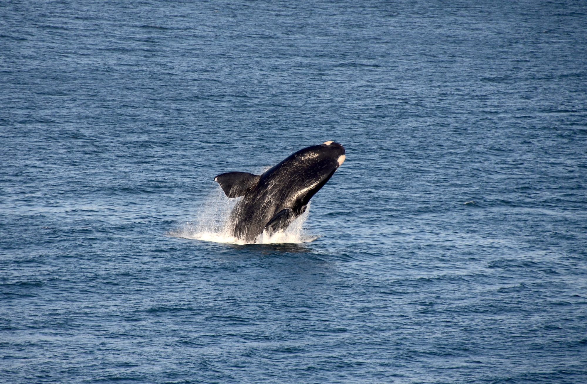A southern right whale breaching in Walker Bay