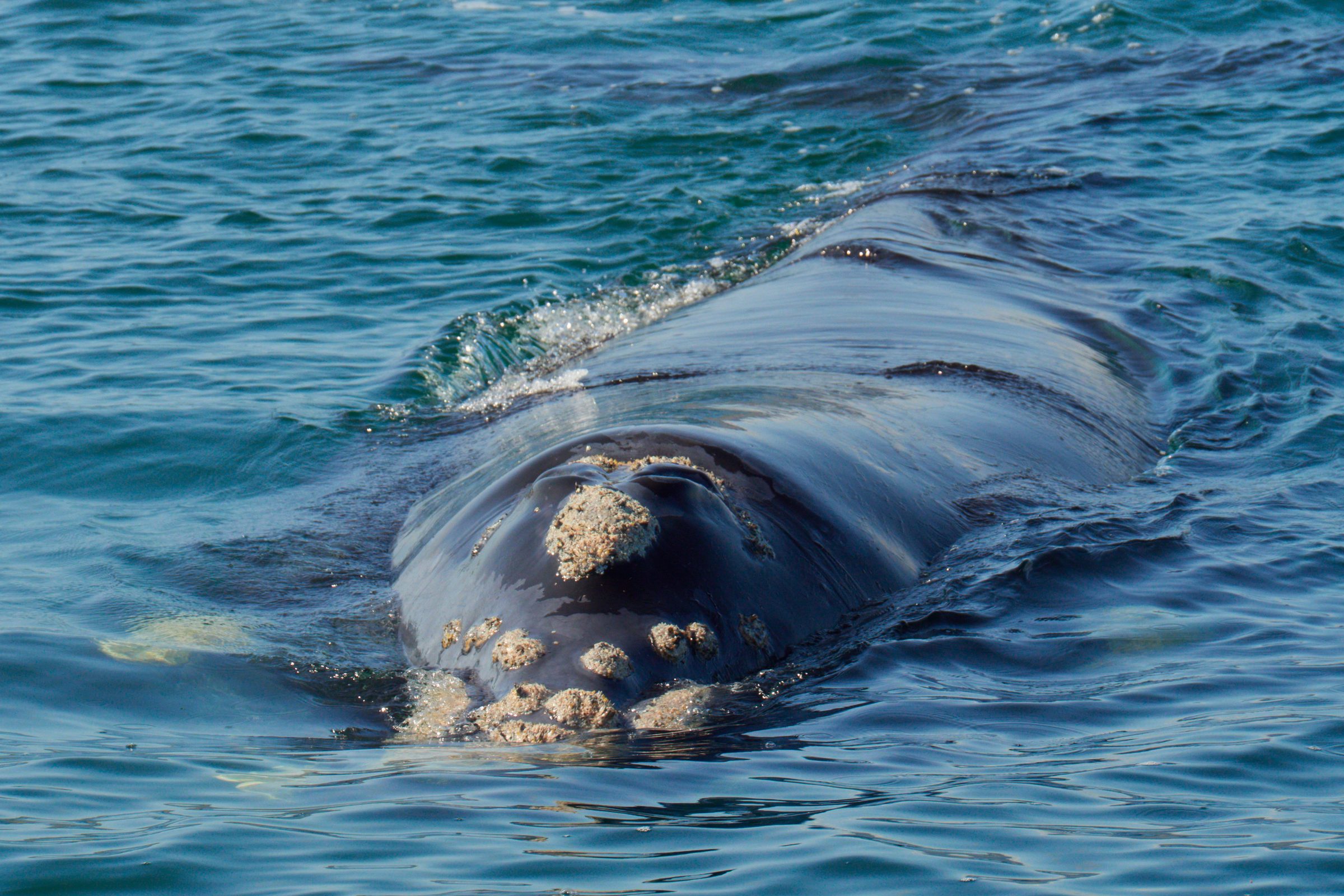 Southern right whale surfacing in Walker Bay